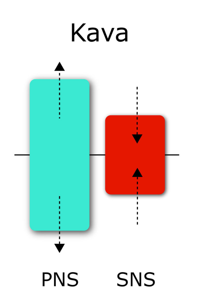 Kava For Anxiety What Does the Science Say? Kava Guides