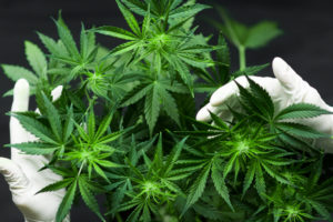 the hemp plant (cannabis sativa)