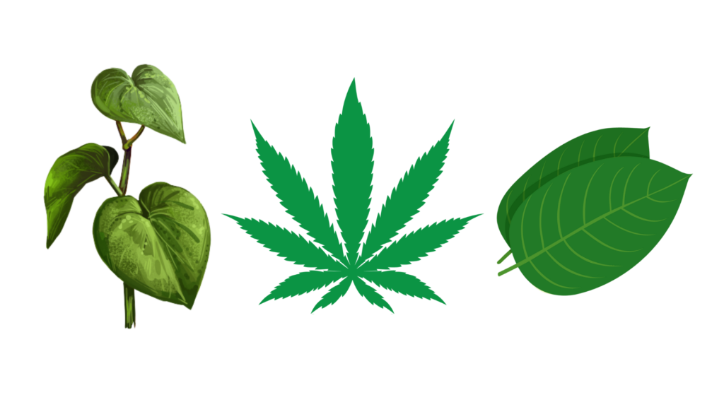 What’s The Strongest Kava? Tinctures, Capsules, Powders, & Kava